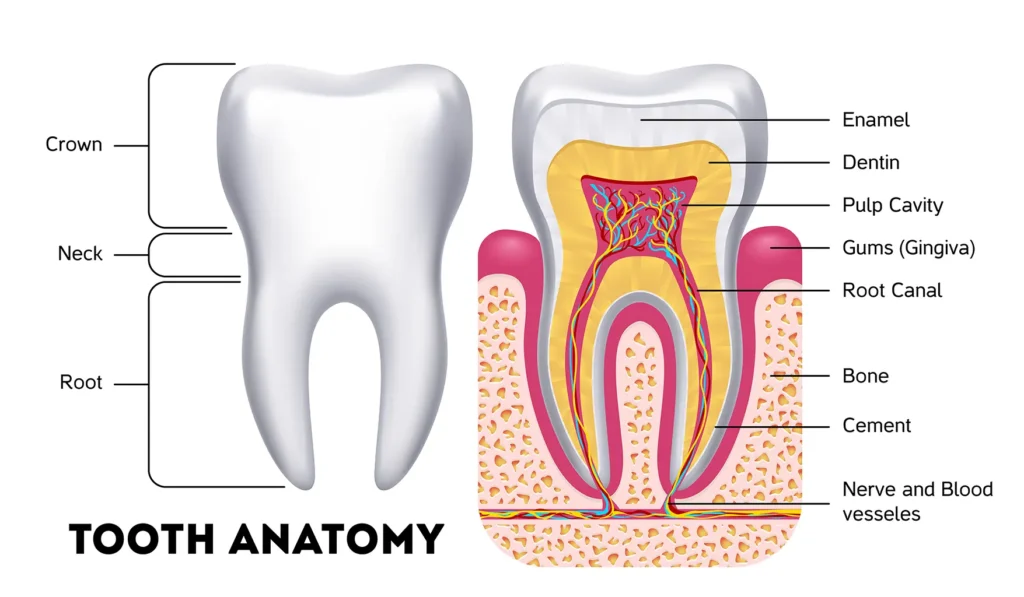 Anatomical diagram of a tooth highlighting the enamel, dentin, pulp cavity, and other components, presented by Big Sky Family Dental.