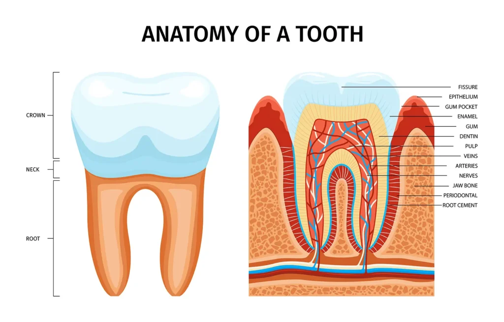 Illustration of the anatomy of a tooth, explaining the different parts and their functions, provided by Big Sky Family Dental, offering insights on how to strengthen teeth and maintain oral health.